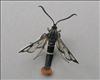 0376 (52.005) Welsh Clearwing